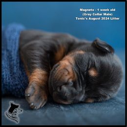 Dalmatian and Doberman Pinscher Puppies from Lorelei Legends