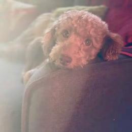 Bailey - Goldendoodle