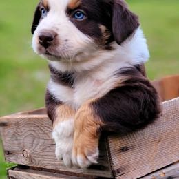 Australian Shepherd and Great Pyrenees Puppies from Naches Heights Ranch