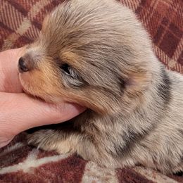 Zephyr - Blue merle male Pomeranian puppy in California from TD Dream Poms
