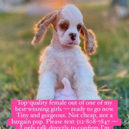 Girl 1 - Red and white female Cocker Spaniel puppy in Texas from Sisu Cockers