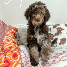 Cooper - Merle Goldendoodle puppy in Miami, Florida from Kalidoodlee