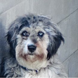 Lilly 🪷 - Aussiedoodle