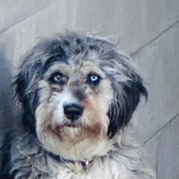 Lilly 🪷 - Aussiedoodle