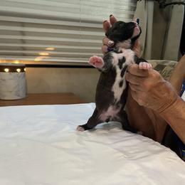 "Reverse Brindle Male pic 2 of 2" Boxer Puppies from Justified Boxers