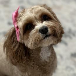 Penny - Cavapoo