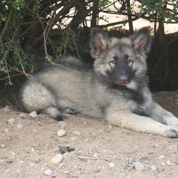 Shiloh Shepherd Puppies from Solace Shilohs