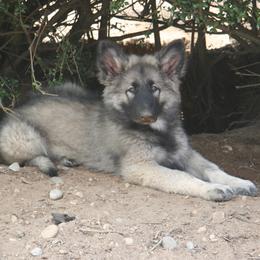 Shiloh Shepherd Puppies from Solace Shilohs