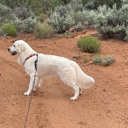Sir Eddie - Golden Retriever