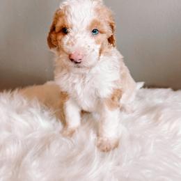 Honey Ham - Fawn and white male Sheepadoodle puppy in Republic, Missouri from DOOD & Co