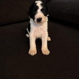Biscuit - Black and white male Cavapoo puppy in Blanchard, Oklahoma from Curly Q Cavapoos