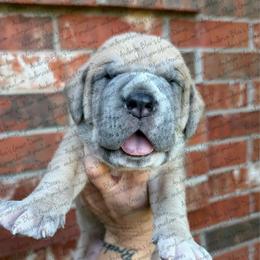 Charlie - Fawn male Great Dane puppy in Granbury, Texas from Anderson Blau’s Great Danes