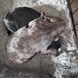Maltipoo Puppies from Boujee Life Depot
