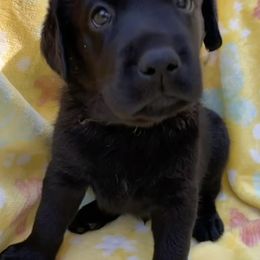 Dilute Retriever and Labrador Retriever Puppies from Winter Creek Labradors