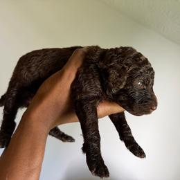 Pink - Brown female Poodle puppy in Atlanta, Georgia from Syren House Doodles & Poodles