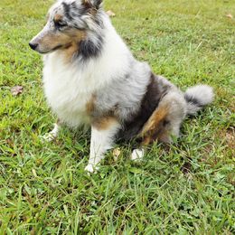 Shetland Sheepdog Puppies from Hope's Heart Shelties