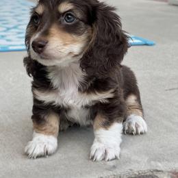 Dachshund Puppies from River Run Dachshunds