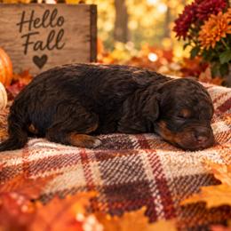 Fudge - Chocolate female Cavapoo puppy in Myrtle Beach, South Carolina from Colorful-K9'S