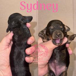 Sydney - Black and cream female Dachshund puppy in Hornbeck, Louisiana from A&Z Mini Dachshunds