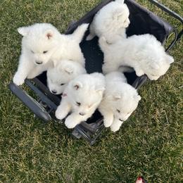 3 rd male - White male Samoyed puppy in Soap Lake, Washington from Falling Cedar Farm Samoyeds and Eurasier’s