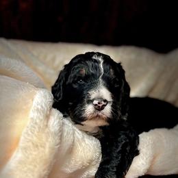 American Eskimo Dog and Bernedoodle Puppies from Shadow Kennels