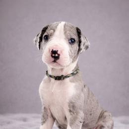 Puppy 3 - Mantle merle male Great Dane puppy in Ocala, Florida from Oak Haven Great Danes