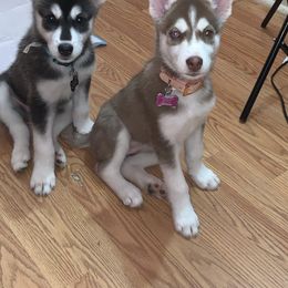 Siberian Husky Puppies from Bella's Working husky