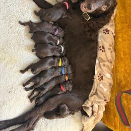 Little Brown Boy - Dark brown male Boykin Spaniel puppy in Bowling Green, Kentucky from Drakes Creek Boykins LLC