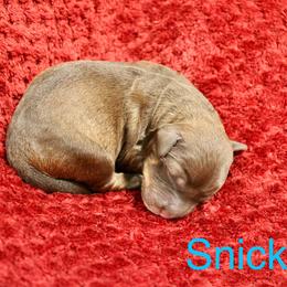 Labradoodle Puppies from Circle City Labradoodles