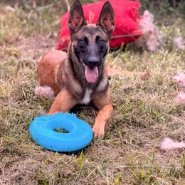 Belgian Malinois puppies from Iron Ram Working Dogs