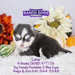 Luna - Blue female Pomsky puppy in Humeston, Iowa from M.A.R. Dogs