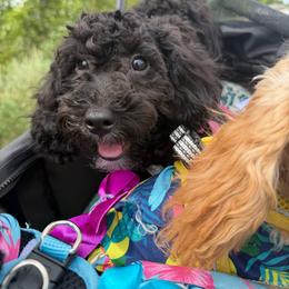 Luna Love - Black female Maltipoo puppy in Mahwah, New Jersey from Awwws-n-Pawws