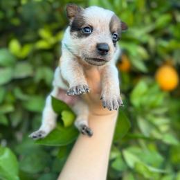 Dolly - Red speckled female Australian Cattle Dog puppy in Surprise, Arizona from Copper State Cattle Dogs