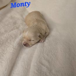 Montey - Cream male Havanese puppy in Trinity, Alabama from Tooties Cuties Havanese