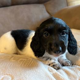 Twilight - Piebald female Dachshund puppy in Jonesboro, Illinois from Twin Hills Dachshunds