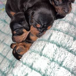 Dachshund Puppies from Cammy’s Dashing Doxies