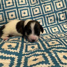 Girl 1 - Piebald female Dachshund puppy in Whitehouse, Texas from Bonded Oaks Doxies