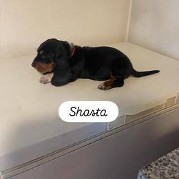 Basset Hound Puppies from Idagon Bassets