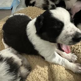Border Collie Puppies from Roaring River Border Collies
