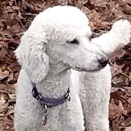 Poodles from Elite Standard Poodle