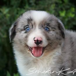 Splash - Blue merle male Australian Shepherd puppy in Grapeland, Texas from Smokin K Aussies