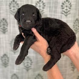 Tenderheart Bear- Orange Collar - Black male Goldendoodle puppy in Bay City, Texas from Charming Doods Goldendoodles