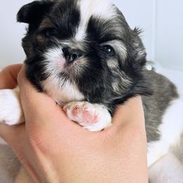 Sprout - Sable and white male Shih Tzu puppy in Walkertown, North Carolina from Lil’ Bit’s Shih Tzu