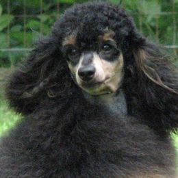 Miniature Poodle adult dog
