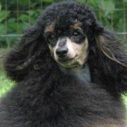 Miniature Poodle adult dog