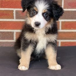 Girl 2 - Black Australian Shepherd puppy in Fort Rucker, Alabama from Fairytail Aussies