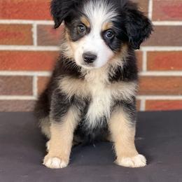 Girl 2 - Black Australian Shepherd puppy in Fort Rucker, Alabama from Fairytail Aussies