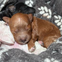 AKC Pumpkin - Female - Clear DNA Tested OFA parentage - Red  female Poodle puppy in Tampa, Florida from The Sweet Life of a Toy Poodle