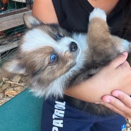 Pomeranian Puppies from Pomni Poms