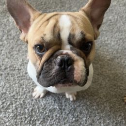 Yoda - French Bulldog